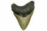 Serrated, Fossil Megalodon Tooth - North Carolina #378012-1